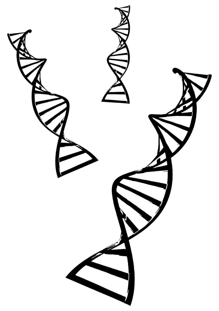 double  helix  dna free photo