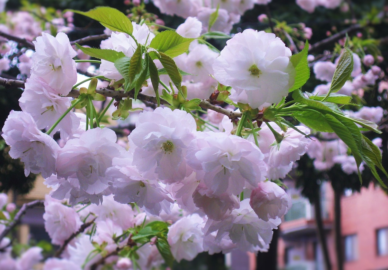 double cherry blossoms flowers pale pink leaf free photo