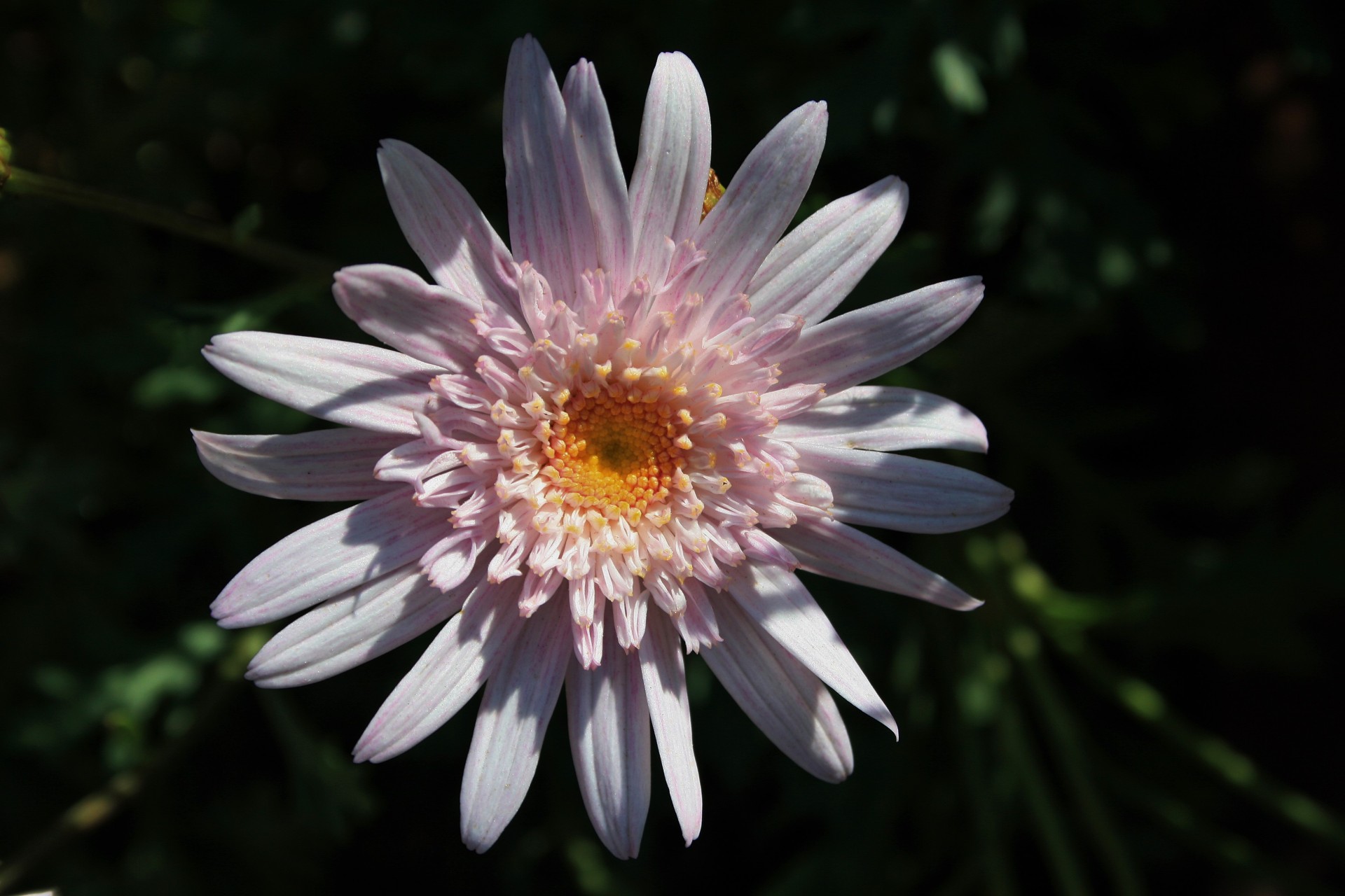 flower daisy pink free photo