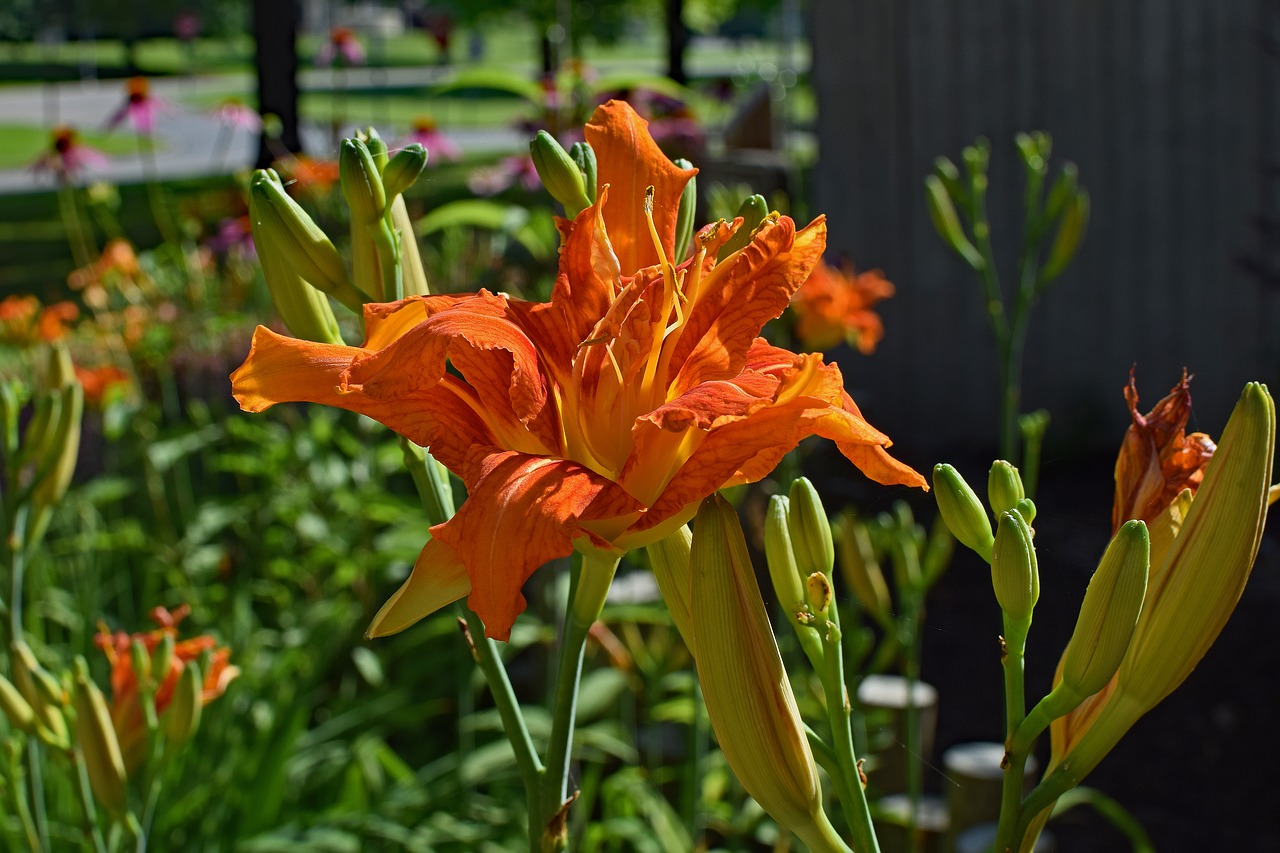 double daylily lily close-up free photo