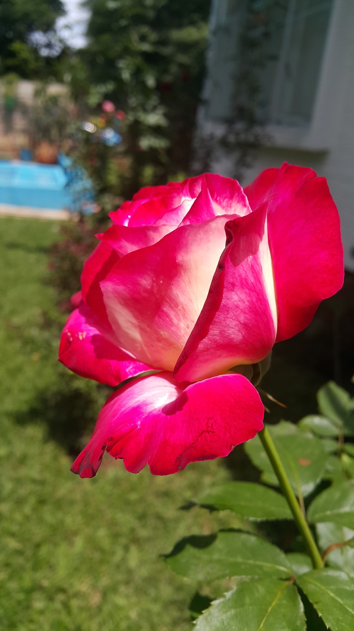 double delight flower rose free photo