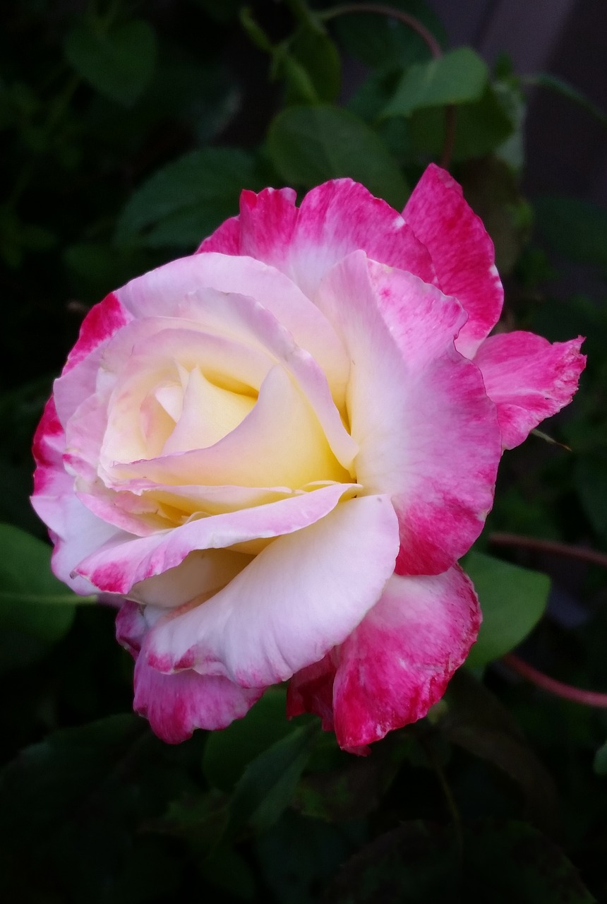 double delight rose perfumed free photo