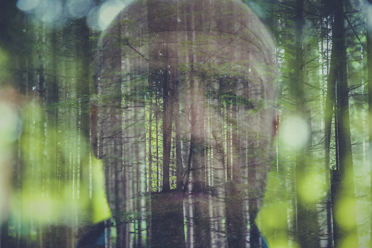 double exposure photo forest free photo