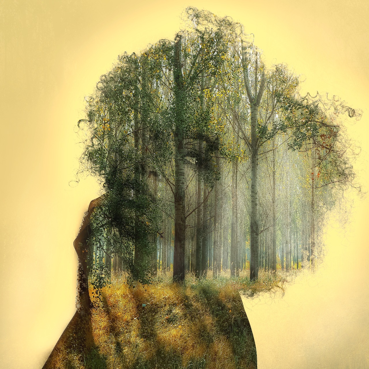 double exposure forest woman free photo