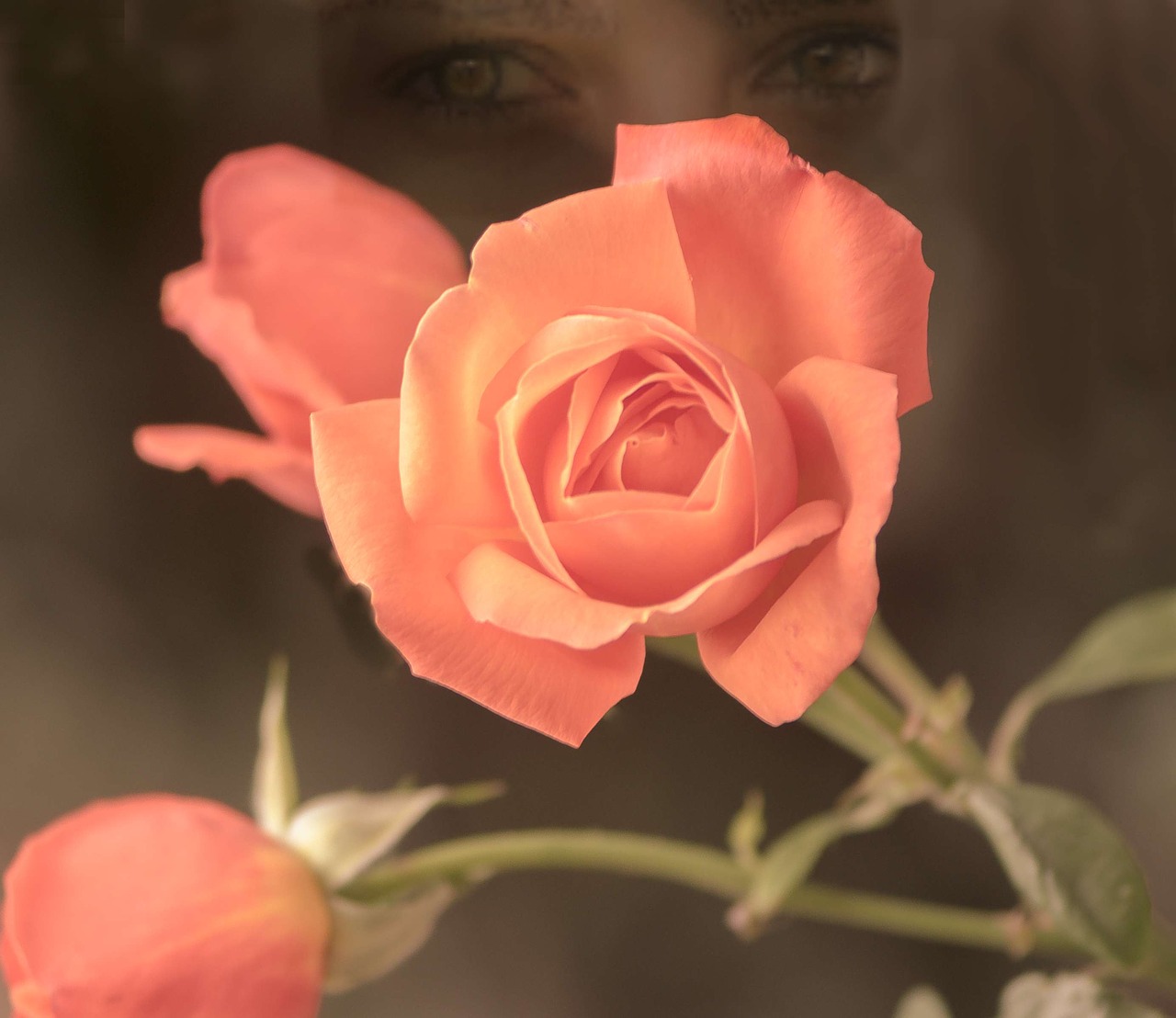 double exposure rose apricot free photo