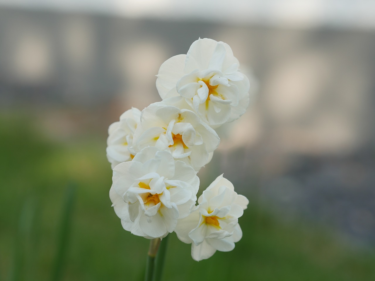 double flower daffodil narcissus free photo