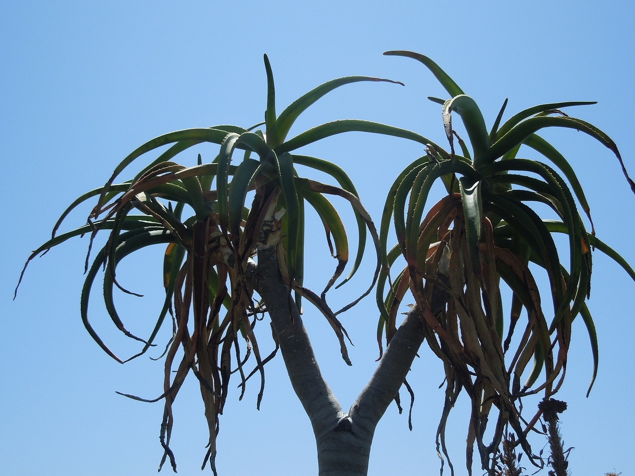 double-headed nature plant free photo