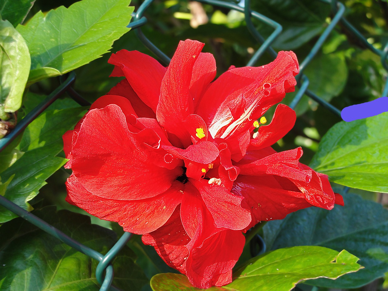 Download free photo of Double hibiscus,flower,red,plants,free pictures ...