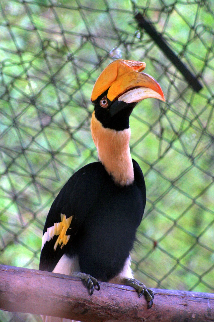 double hornbill parrot bird free photo
