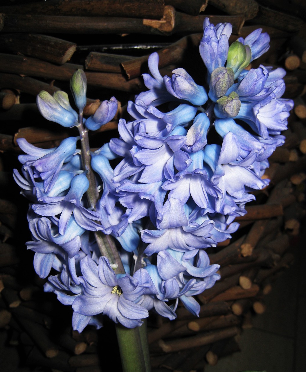 double hyacinth fragrant signs of spring free photo