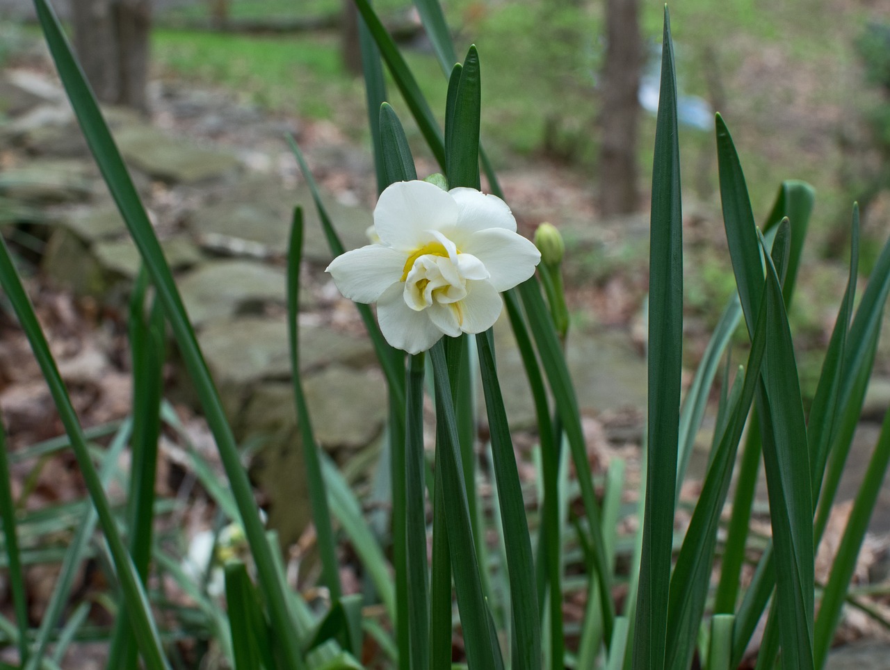 double narcissus flower blossom free photo