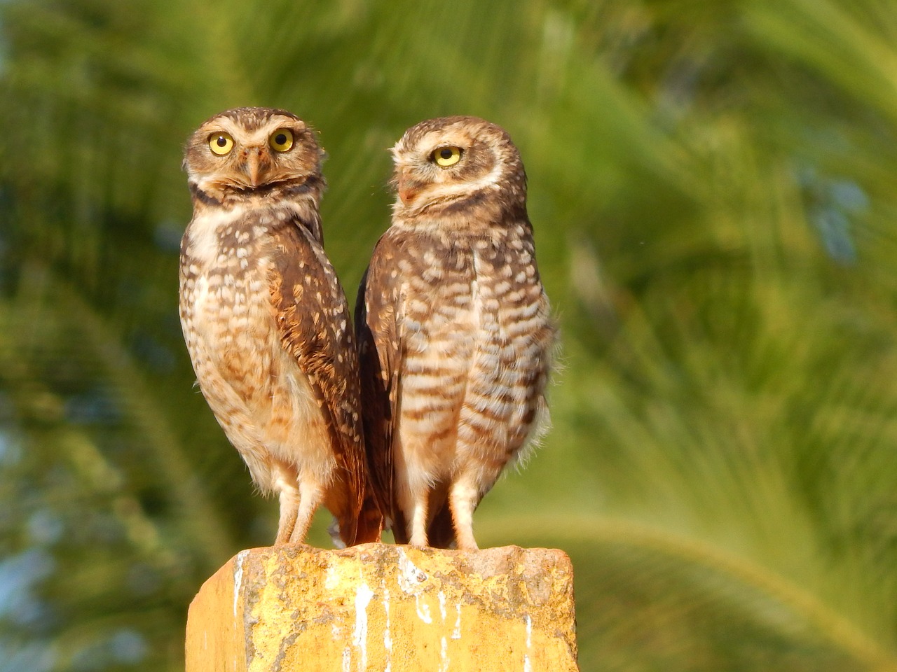 double owls bird of prey burrowing owl free photo