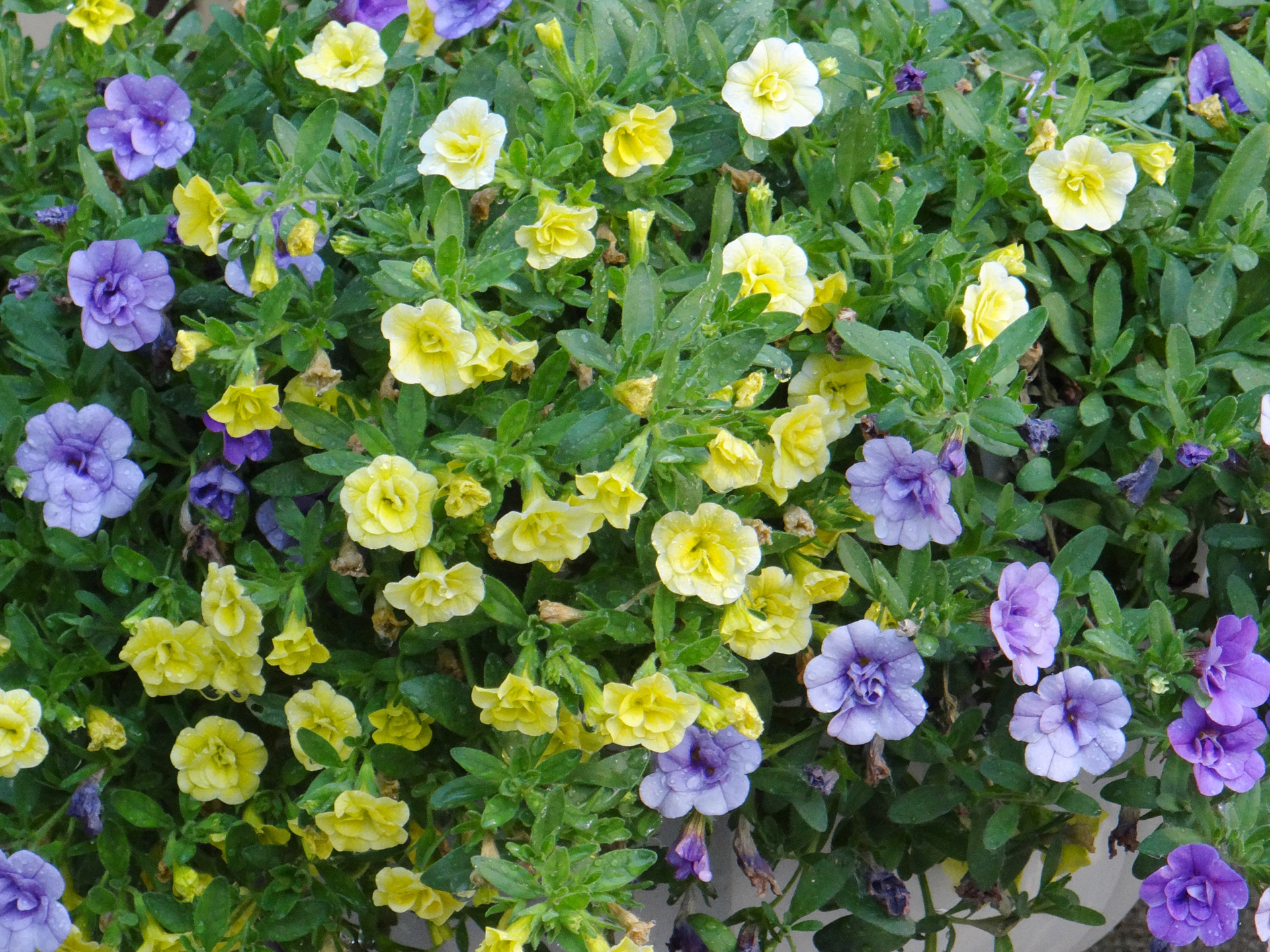 double petunia's purple yellow free photo