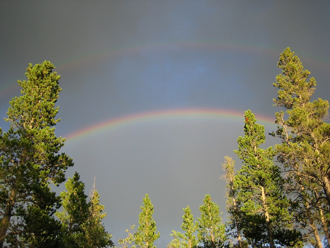 double rainbow rainbow trees free photo