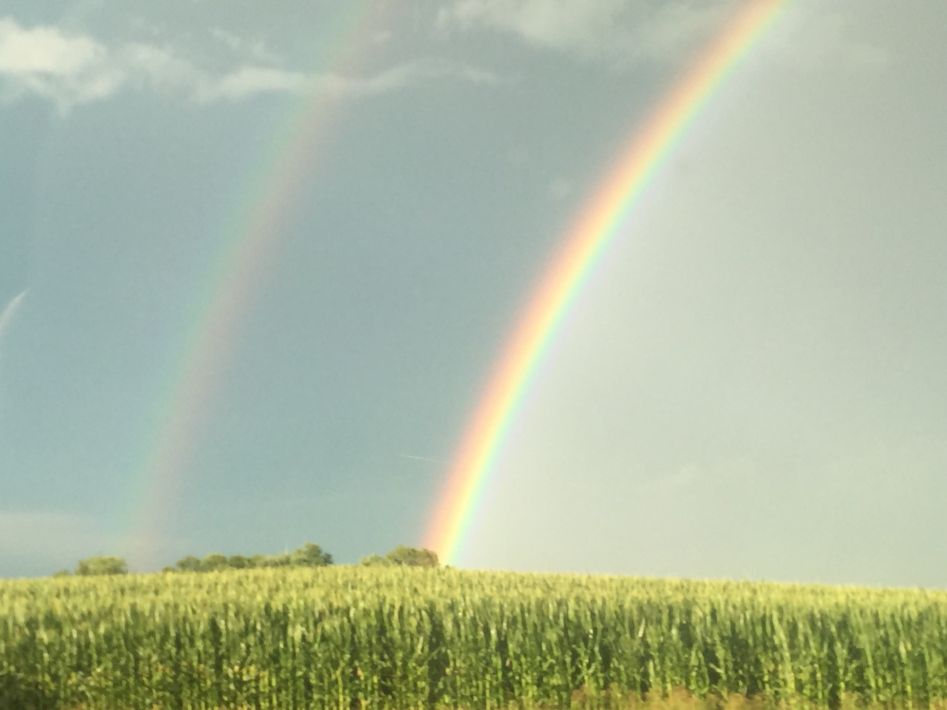 rainbow corn cornfield free photo