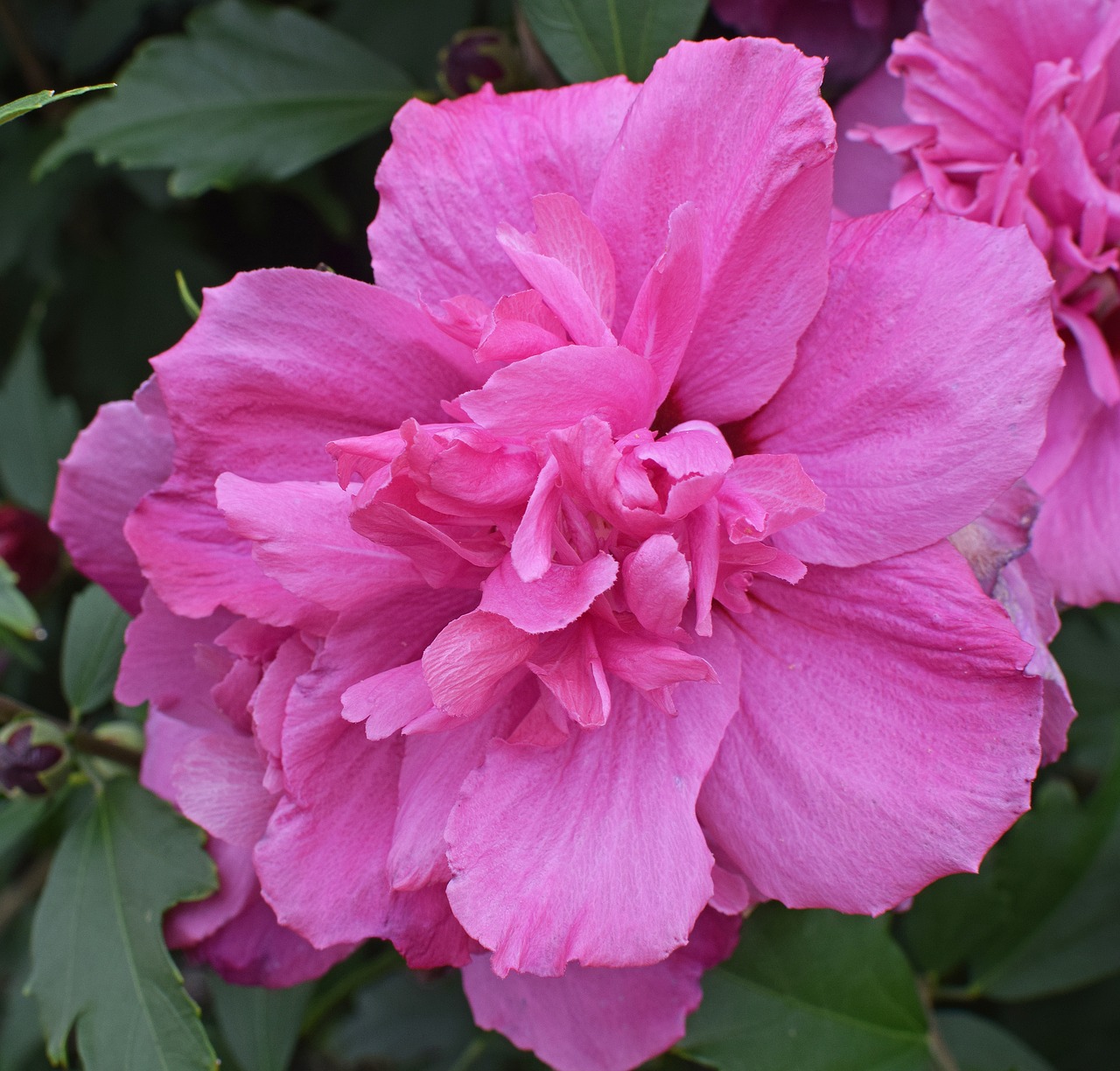 double rose of sharon flower blossom free photo