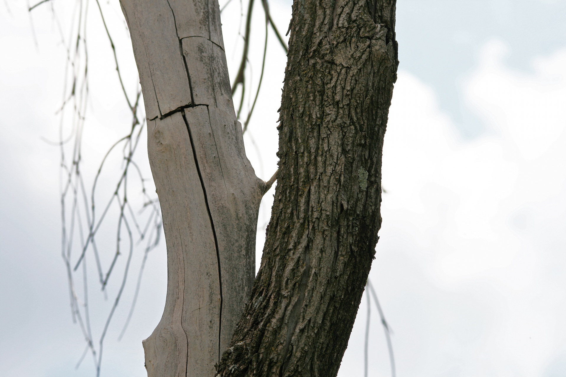 tree trunks double free photo