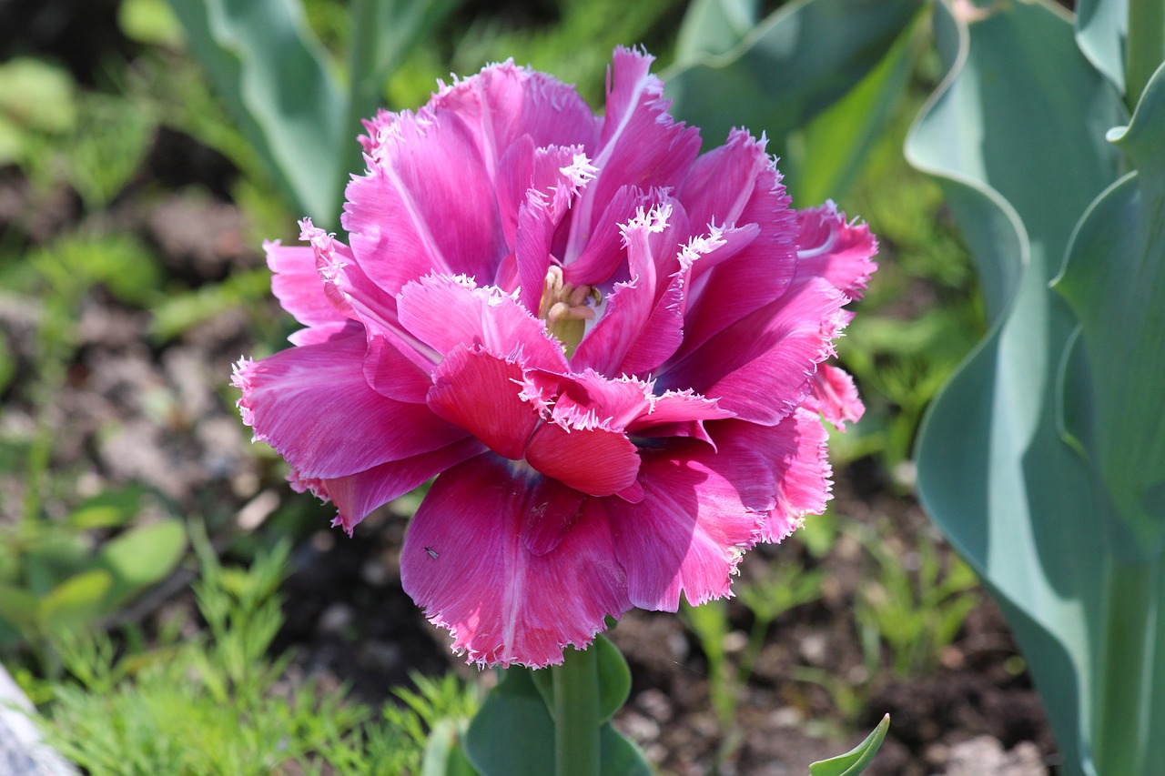 double tulip tulip garden flower free photo