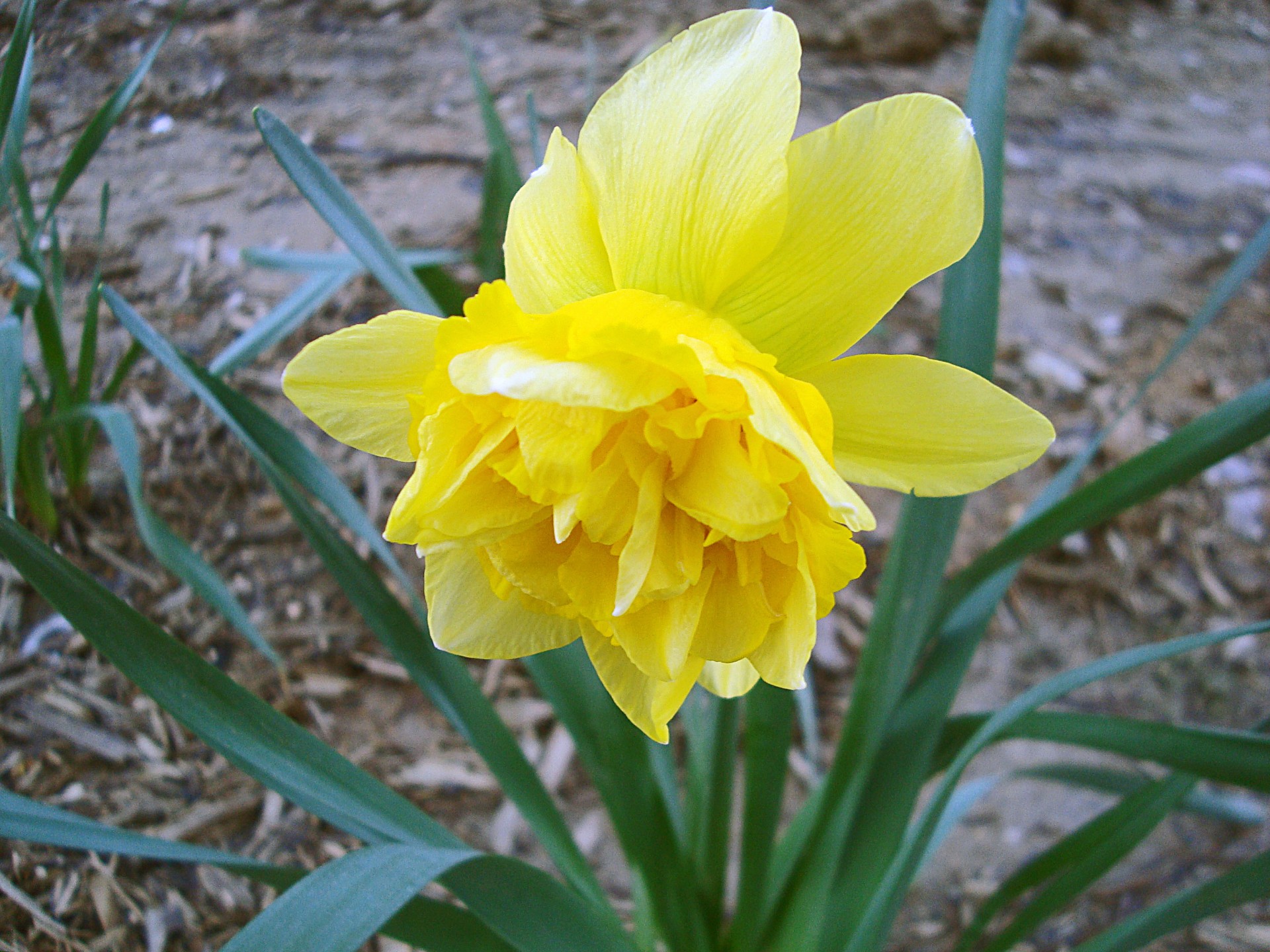 Нарцисс желтый махровый