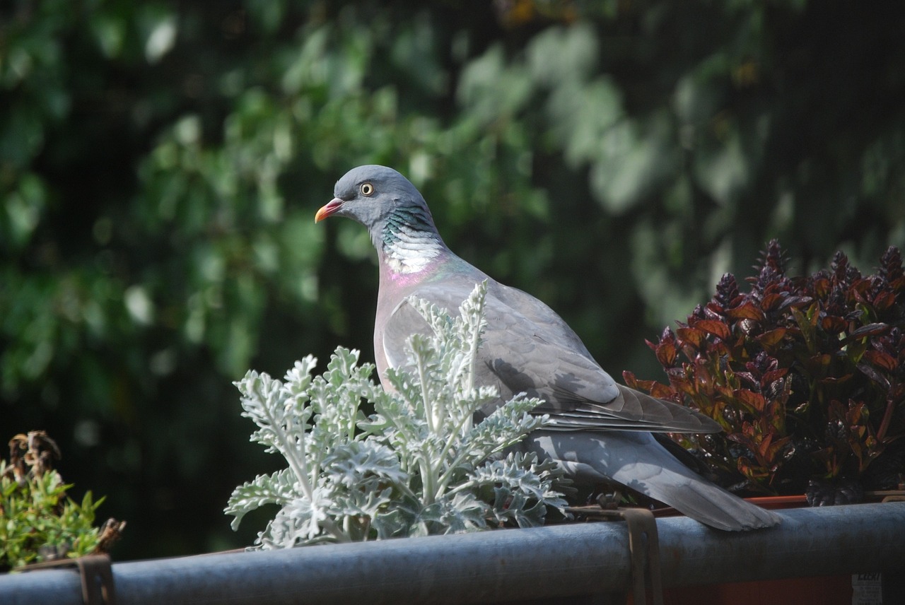 dove bird garden free photo