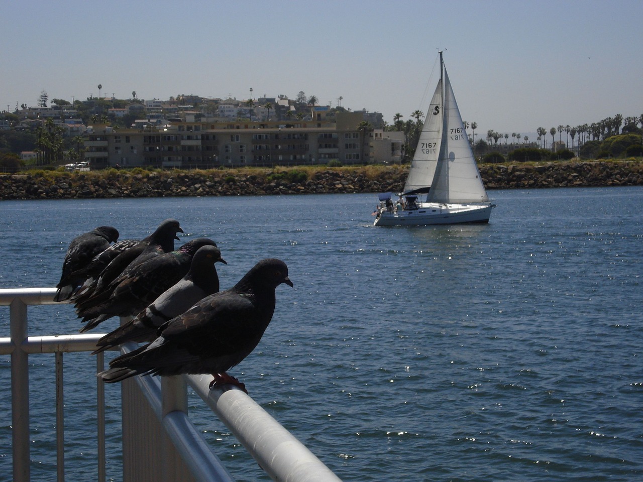 dove boat bird free photo