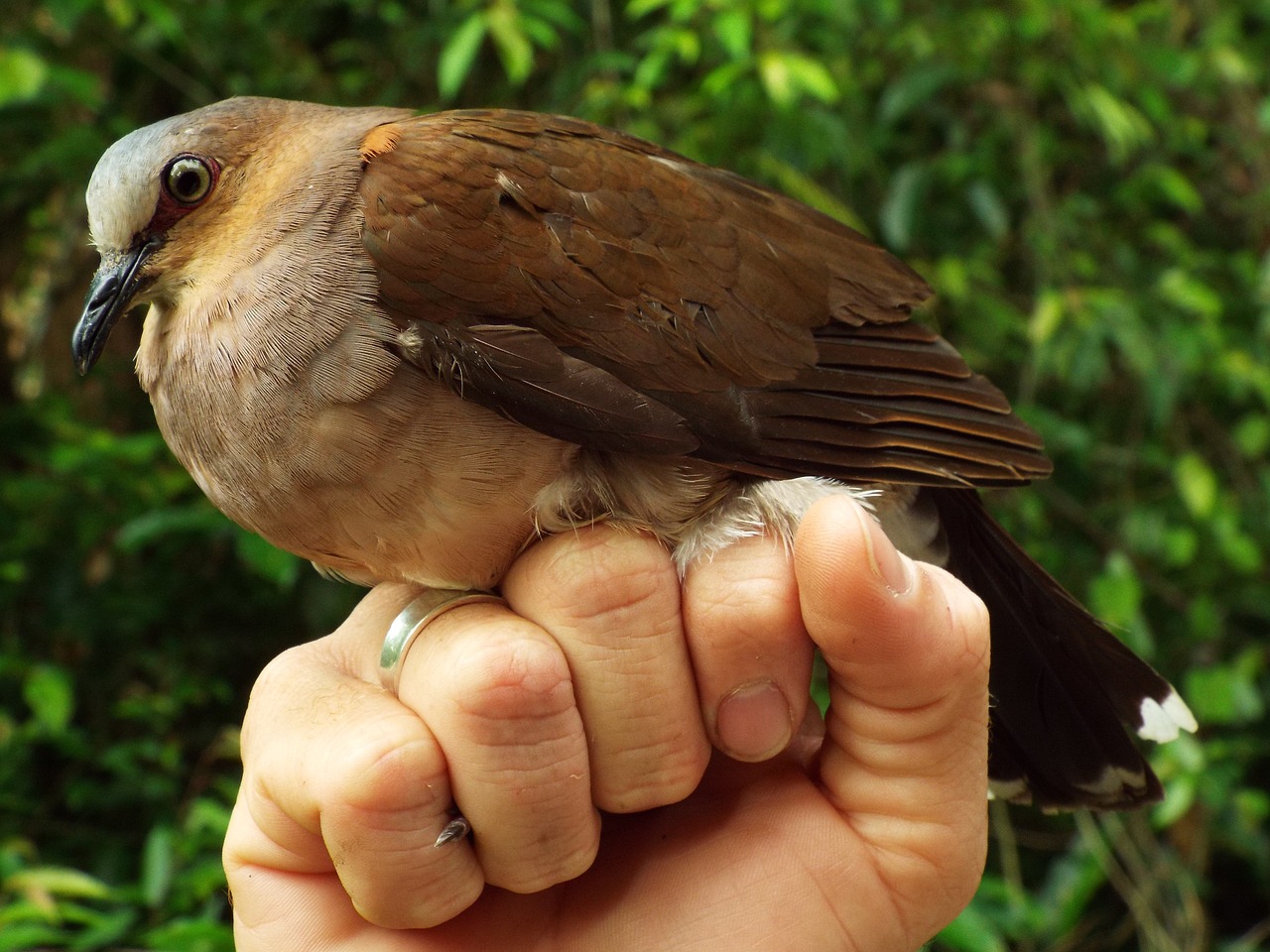 dove birds brazil free photo