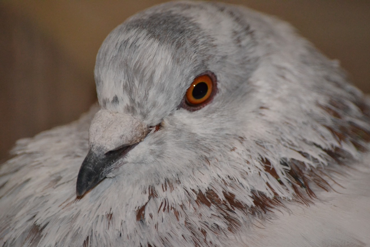 dove animals birds free photo