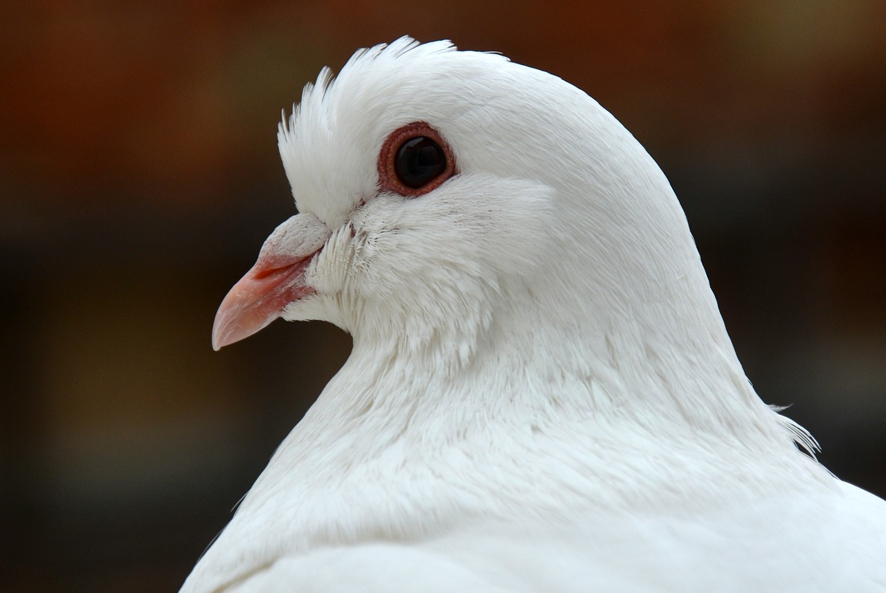 dove bird birds free photo