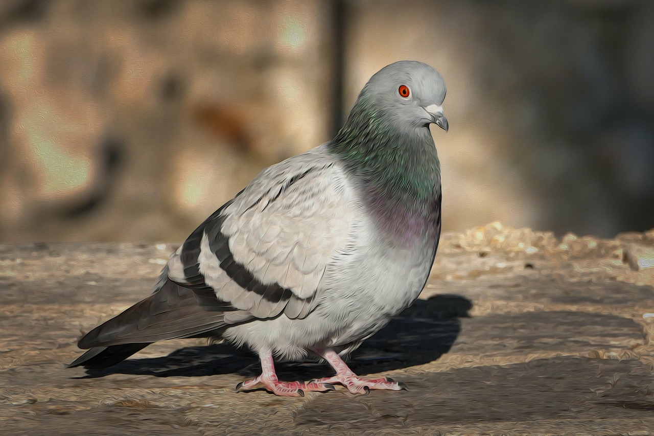 dove bird bird pigeon free photo