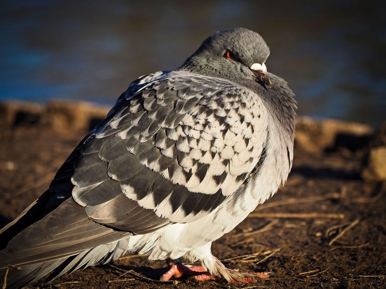 dove bird animal free photo