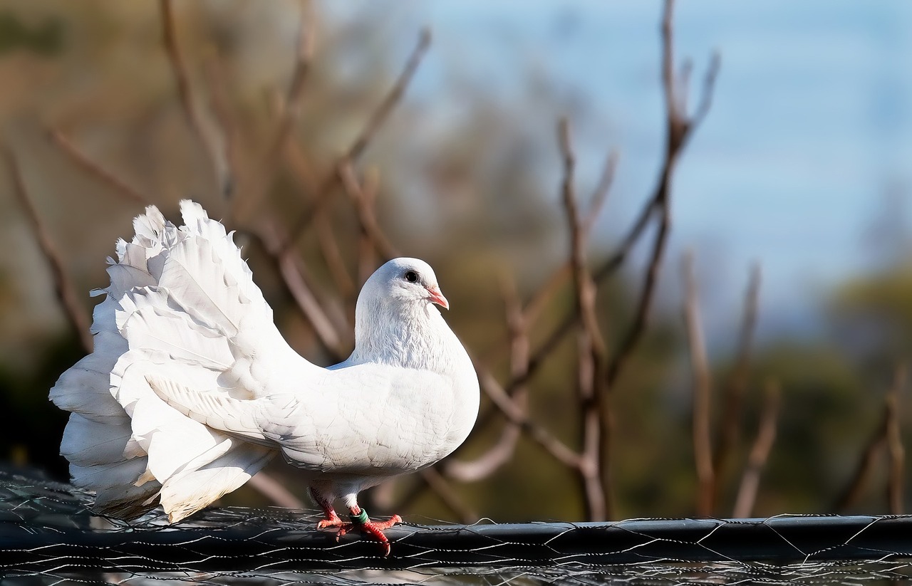 dove white bird free photo