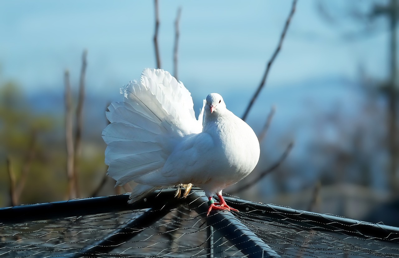 dove white bird free photo