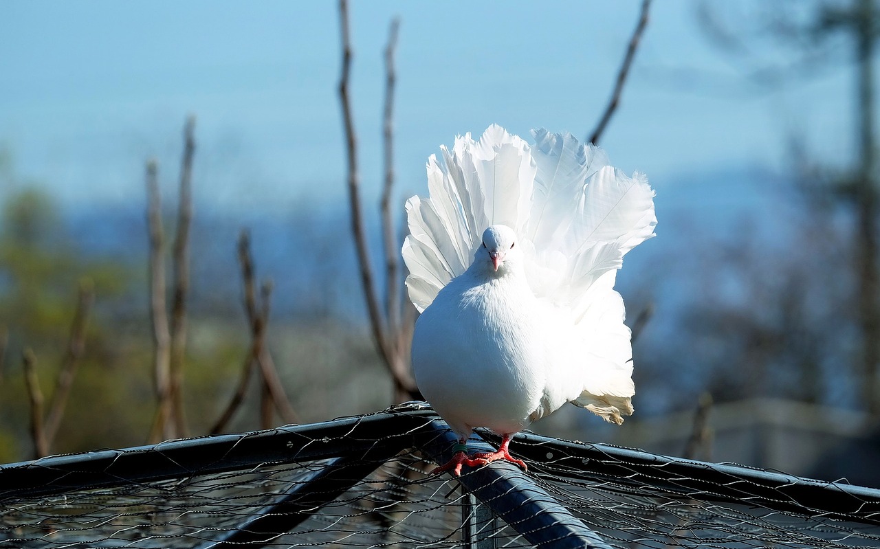 dove white bird free photo