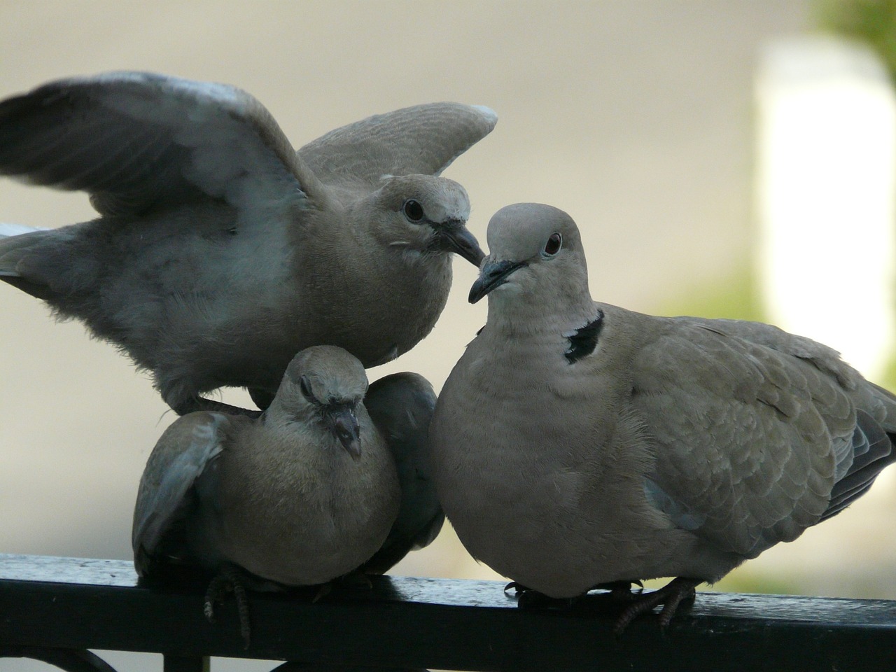 dove birds family free photo