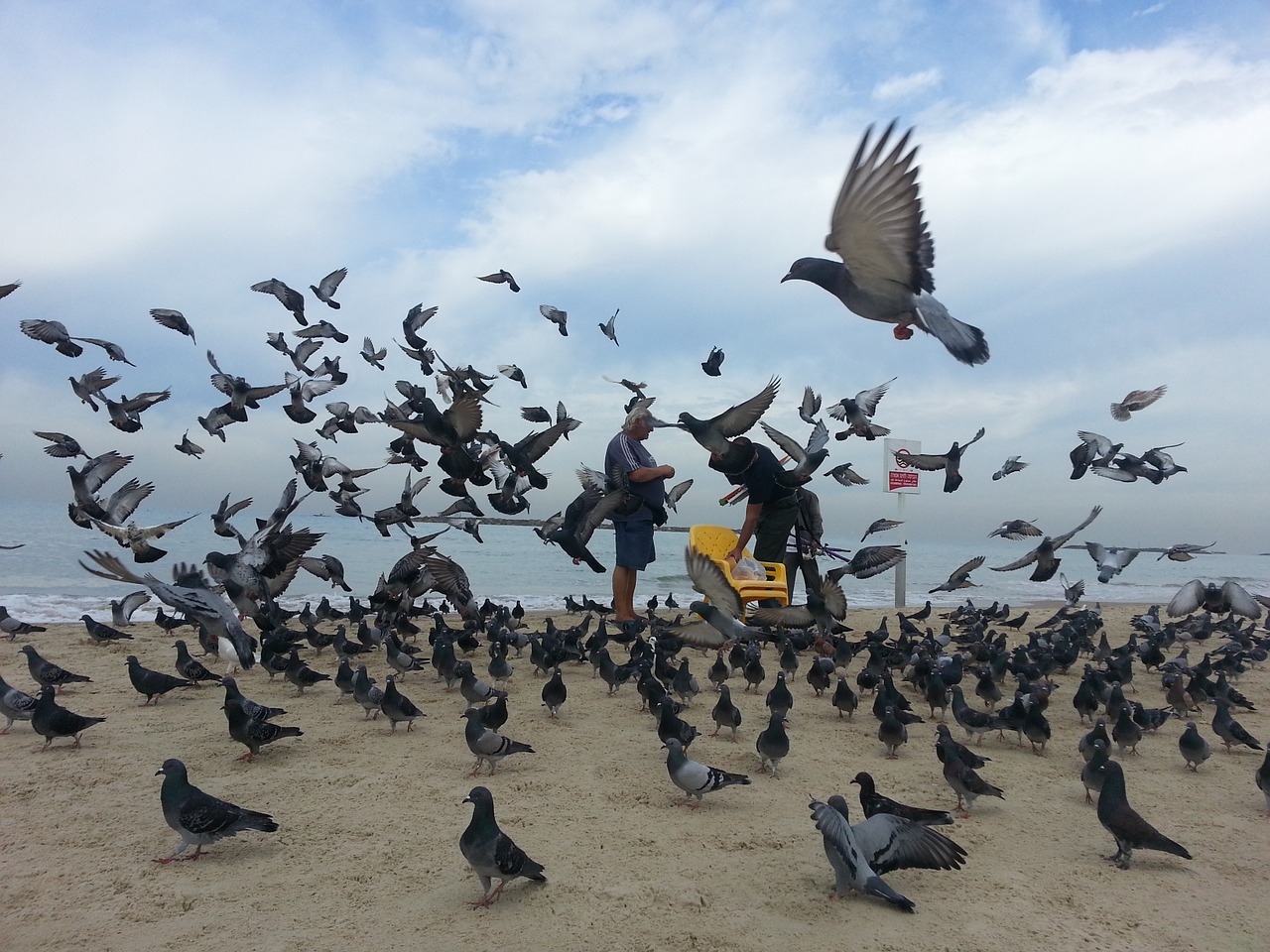 dove pigeon sea free photo