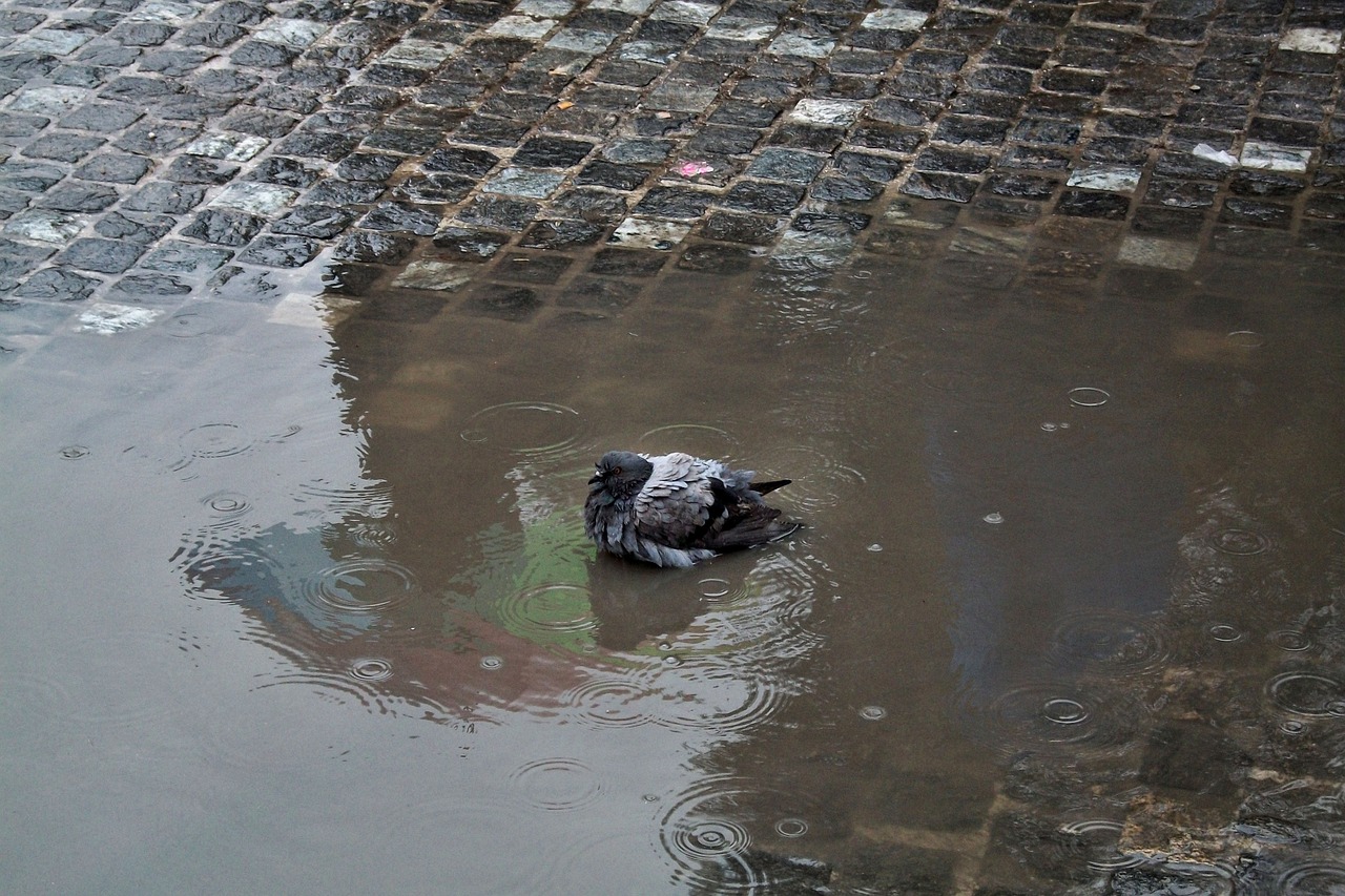 dove rain swimming free photo