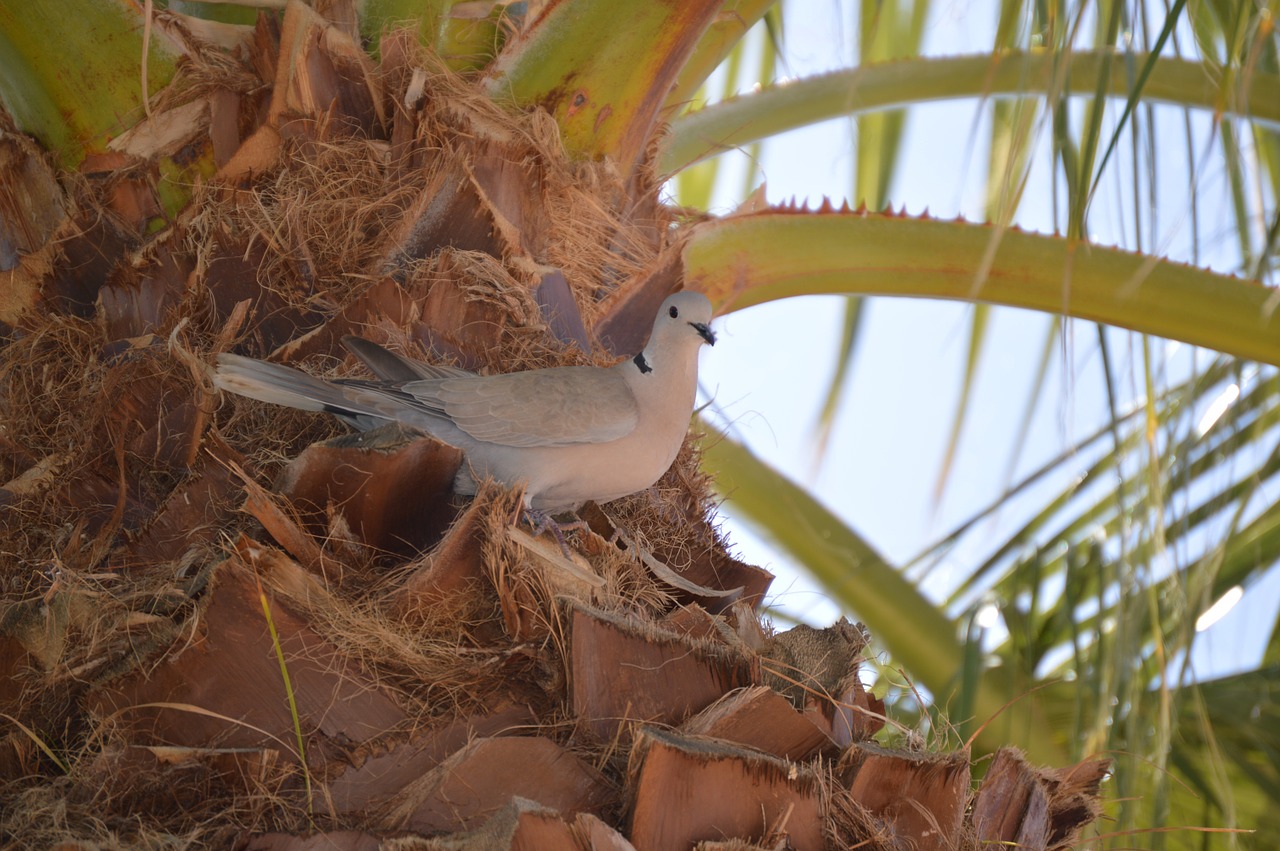 dove bird wings free photo