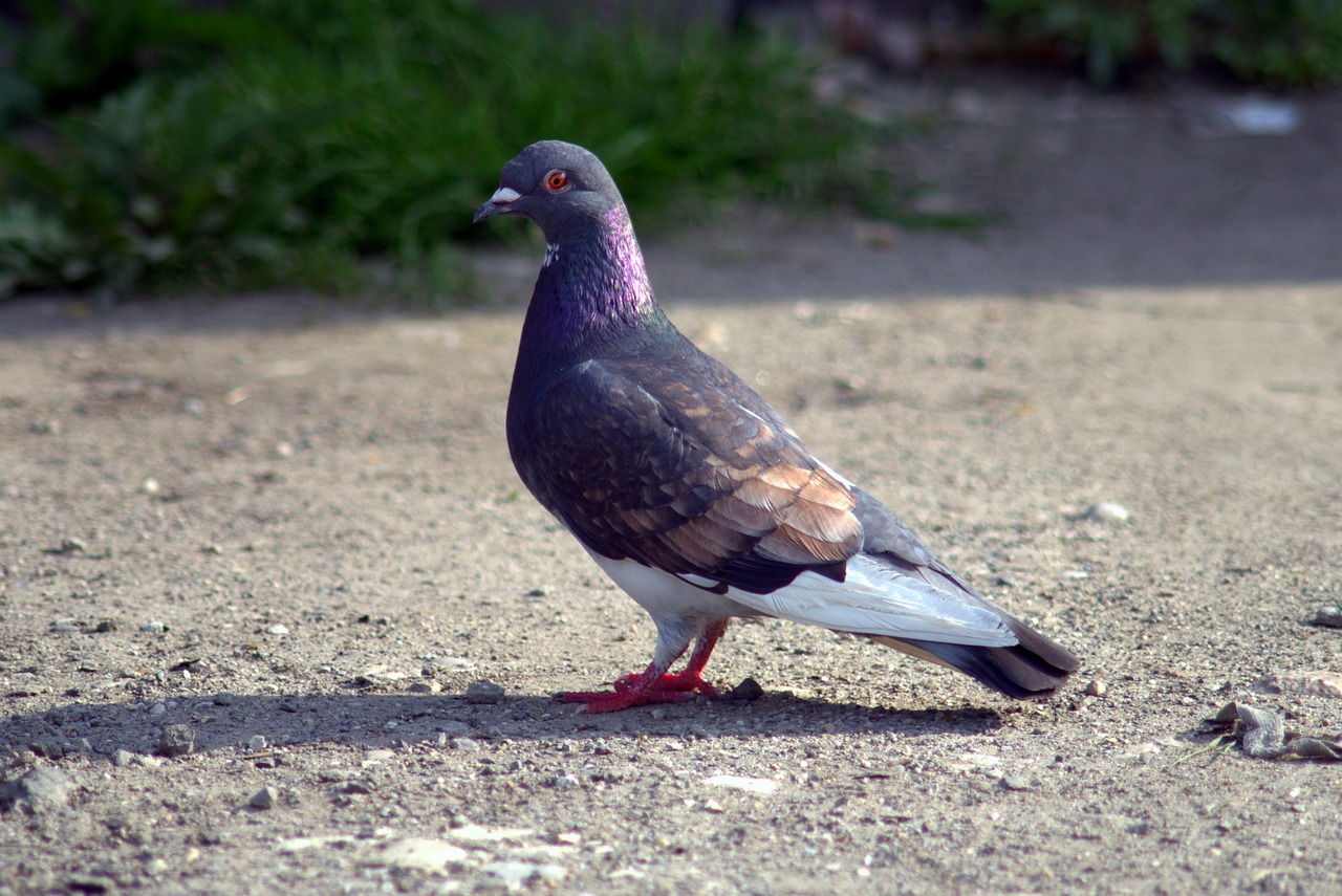 dove bird pigeons free photo