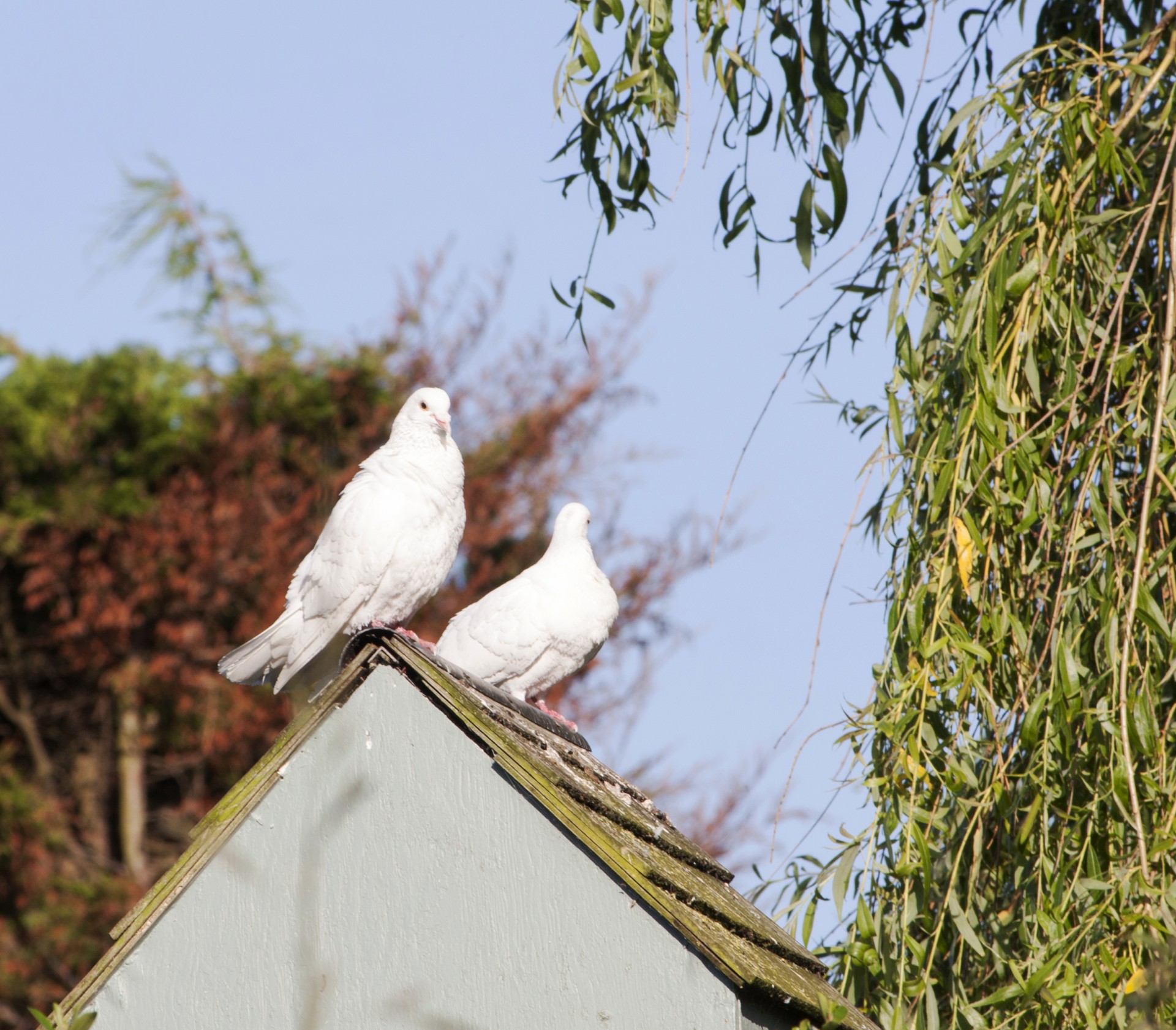 dove doves bird free photo