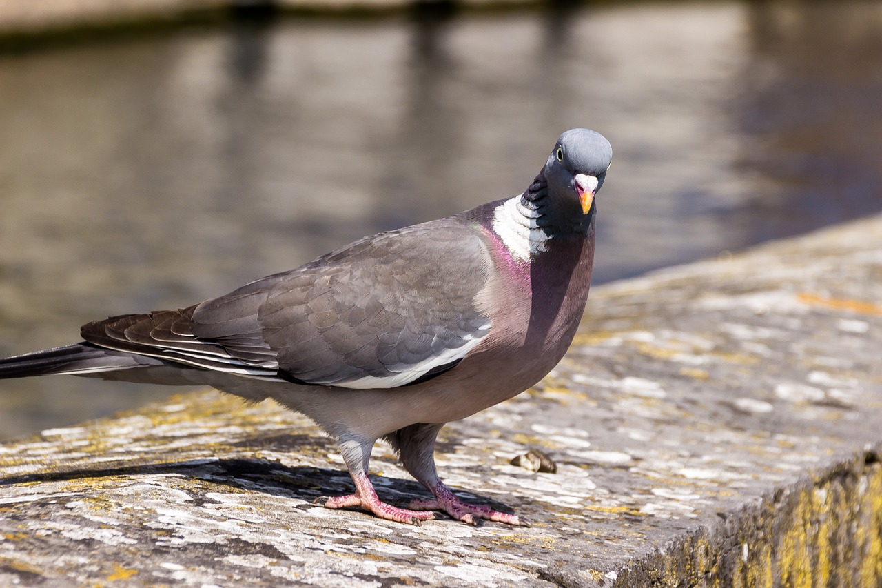 dove bird close free photo