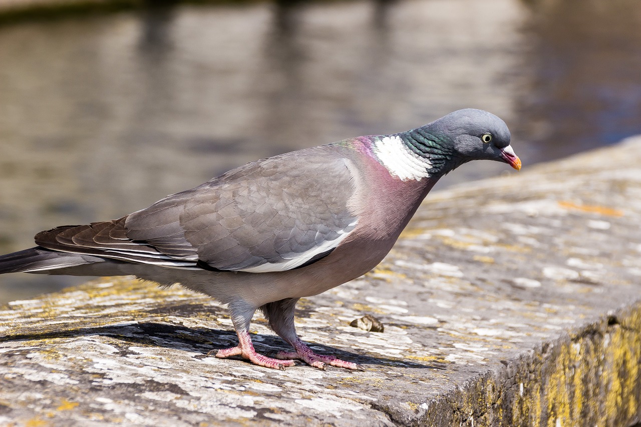 dove bird close free photo