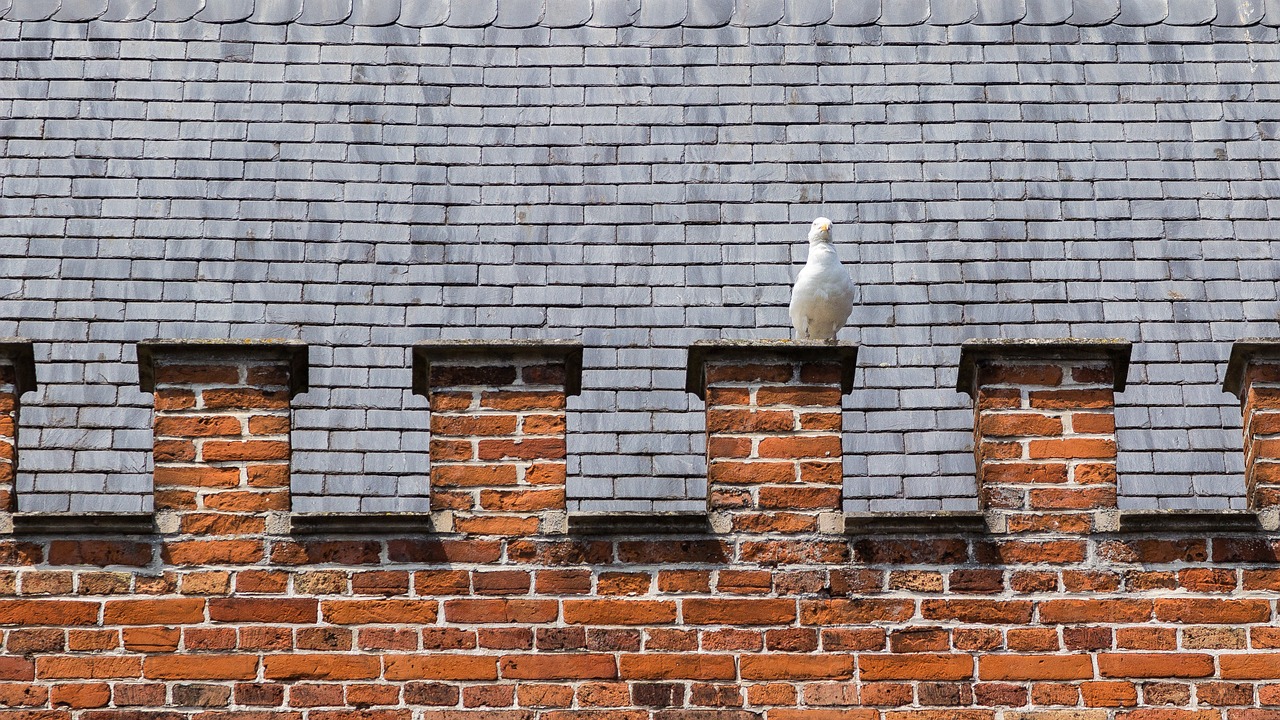 dove bird battlements free photo