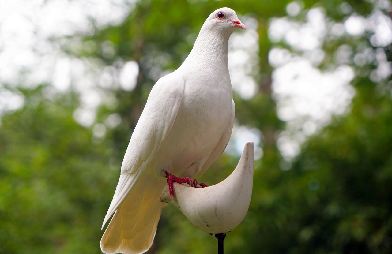 dove bird nature free photo