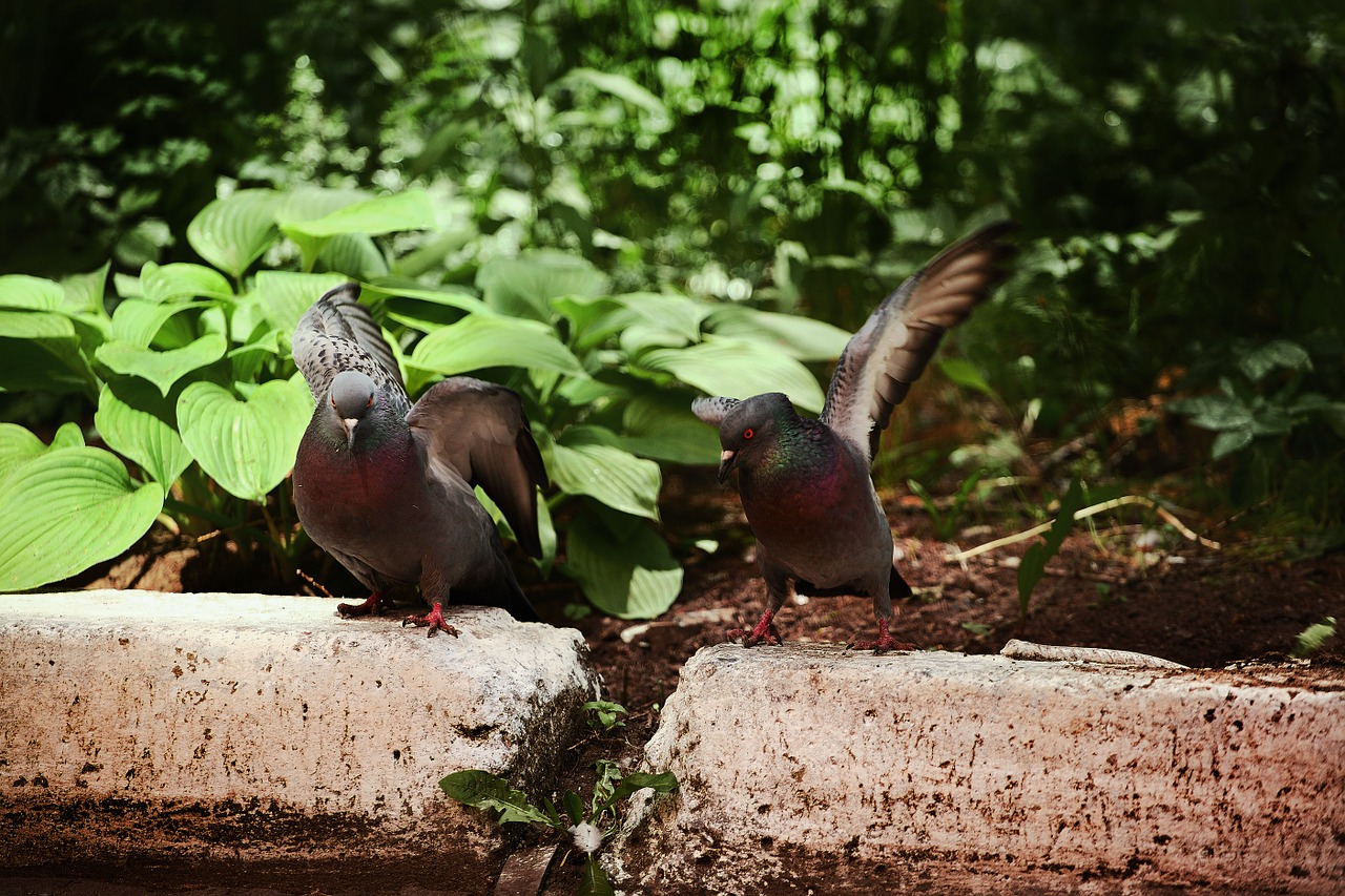 dove rivalry nature free photo