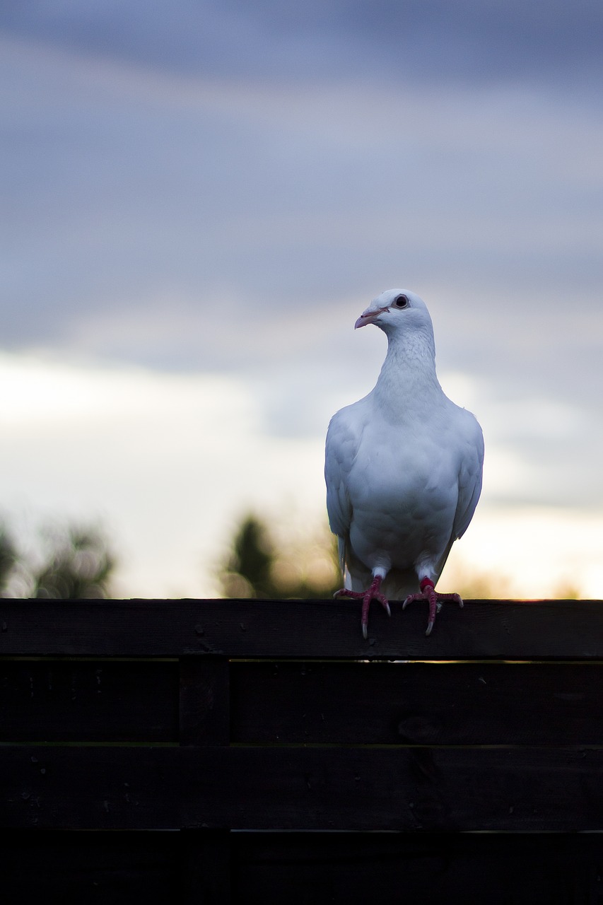 dove bird dove on fence free photo