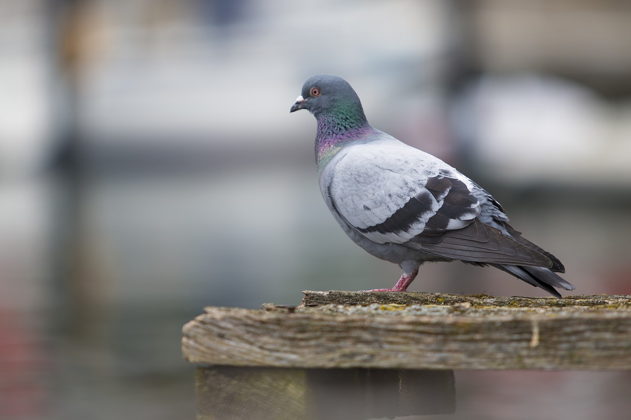 dove bird nature free photo