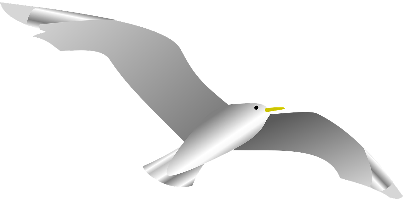 dove naval bird free photo