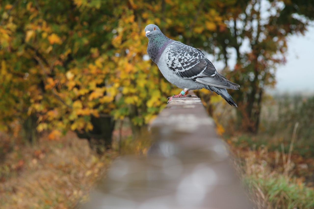 dove bird bridge free photo