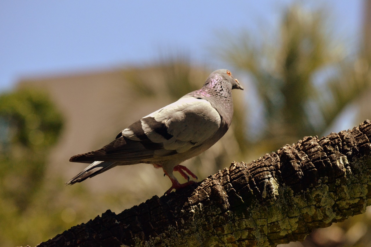 dove breed wings free photo