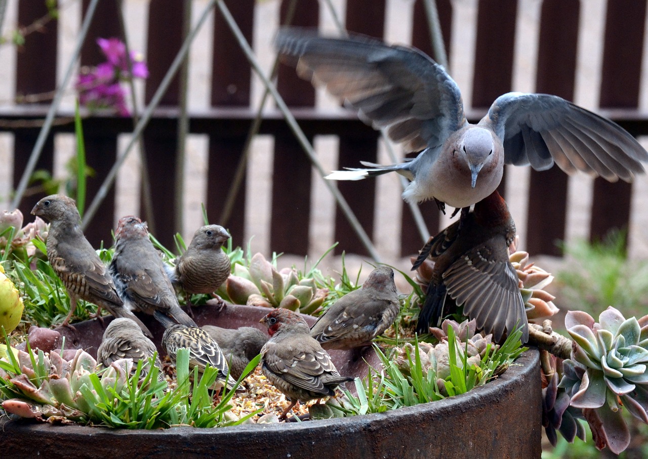 pigeon garden bird wings free photo